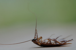 Pest Control Vacuum Applications